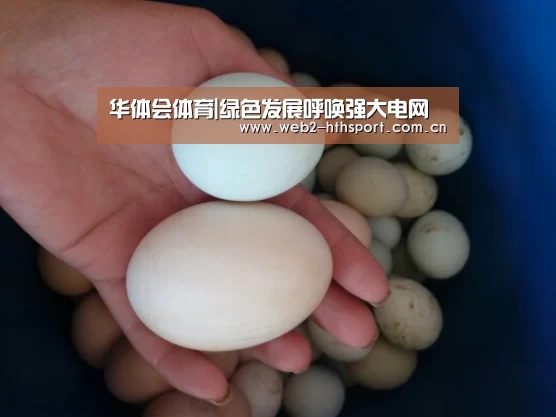 华体会体育|绿色发展呼唤强大电网(图2) 华体会体育